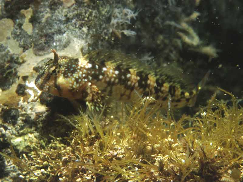 Coryphoblennius galerita (Bavosa galletto)